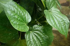  Lá trầu chống say xe