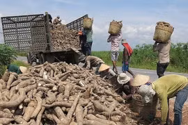 Doanh nghiệp sắn kêu cứu vì văn bản của Tổng cục Thuế
