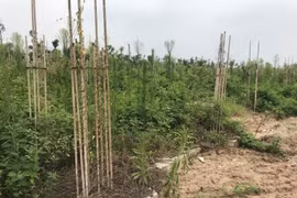 Bộ trưởng Bộ Xây dựng: Dự án quy hoạch treo quá 3 năm người dân được cải tạo, xây dựng nhà