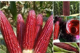 Ngô đỏ 30.000 đồng/bắp không phải hàng biến đổi gene