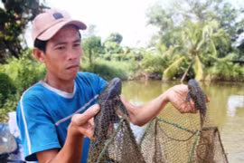 Đi săn trứng cá tỳ bà