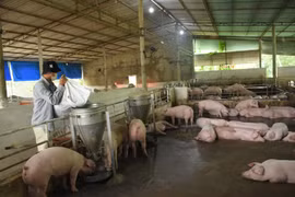 Giá thức ăn chăn nuôi tăng cao: Áp lực đè nặng người nông dân