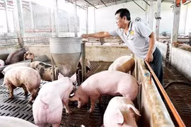 Bộ Nông nghiệp: Lợn chỉ tồn 1,5 triệu con, không tồn 8 triệu con, giá đang tăng