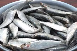 Cá giàu vitamin D