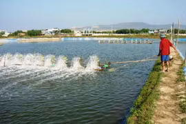 Chăm sóc thủy sản tự động
