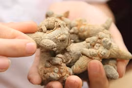 Không dám dùng tam thất vì sợ ảnh hưởng sinh lý