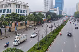 Hà Nội sẽ trả tất cả cây phong lá đỏ cho công ty tài trợ