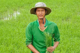 Trồng lúa không dùng phân hóa học