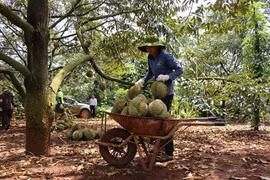 Giải bài toán hàng trăm nghìn tấn nông sản ở các tỉnh phía Nam