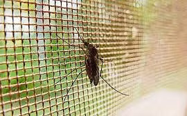 Mùa đông đừng chủ quan với muỗi