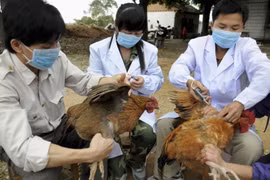 Các địa phương chủ động phòng chống cúm gia cầm A/H5N8