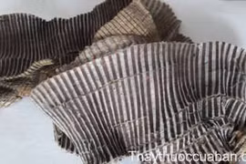 Rượu đỗ trọng trị đau lưng