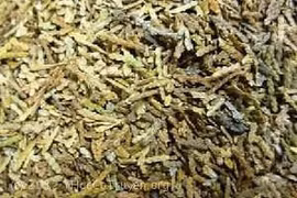 Trắc bách diệp trị suy nhược thần kinh