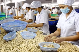 100 container hạt điều xuất khẩu sang Italy bị “lừa đảo”
