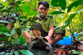 Nhờ công tác tuyên truyền, vận động, một người dân ở thị trấn Đồng Lê, huyện Tuyên Hóa (Quảng Bình) đã tự nguyện giao nộp cho Hạt Kiểm lâm huyện Tuyên Hóa 3 cá thể rùa núi viền.
