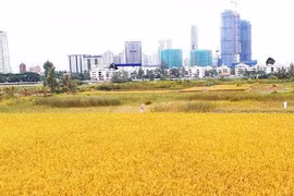 Ruộng lúa tại TP Thủ Đức.