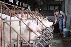Giá lợn tăng cao nhưng hộ chăn nuôi không có lợn để bán