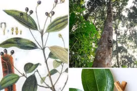  Quế chữa chấn thương