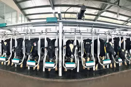 Vinamilk tiên phong sản xuất sữa A2 tại Việt Nam
