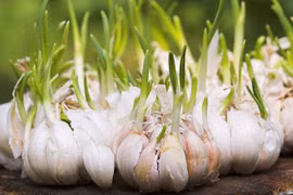 Tỏi mọc mầm có nguy hiểm?