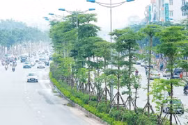 Chân dung một "ông lớn" khác trong thầu dịch vụ cây xanh tại Hà Nội