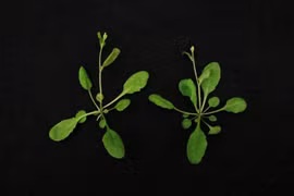 Phát triển thành công ổ gene trên cơ sở CRISPR/Cas9 đầu tiên ở thực vật