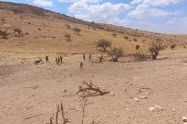 Video Quân tình nguyện Palestine truy quét IS trên sa mạc Syria