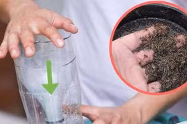 Đèn bắt muỗi