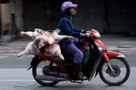 Sở GTVT TP Hà Nội yêu cầu dừng vận chuyển hàng hoá tươi sống từ các tỉnh ngoài vào trong thành phố bằng xe mô tô, xe hai bánh.