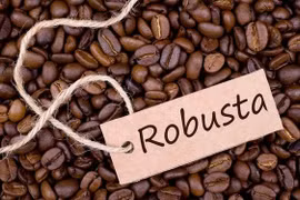 Nguồn cung cà phê Robusta bị gián đoạn toàn cầu do mưa lũ ở Việt Nam