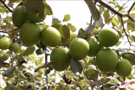  Điều kiện bảo hộ giống cây trồng