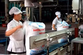 Nhiều nhà máy đường có nguy cơ phá sản