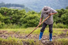 Biến đổi khí hậu là thách thức chính đối với sản xuất lương thực