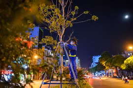 Trắng đêm đốn chuyển cây phong trên đường Trần Duy Hưng