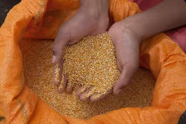 Cây diêm mạch hợp với vùng hạn, mặn