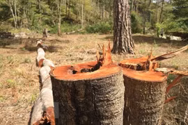 128 doanh nghiệp ở Lâm Đồng phải bồi thường thiệt hại do để mất rừng