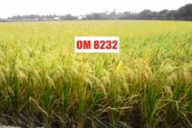 Việt Nam không thiếu giống lúa tiền tỷ
