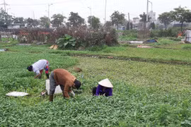Hà Nội: Nước thải ngập kênh thủy lợi, hoa màu “khát” nước sạch