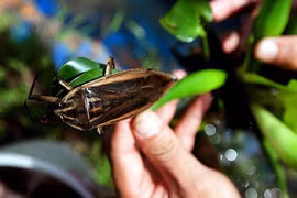 Cà cuống là con gì?