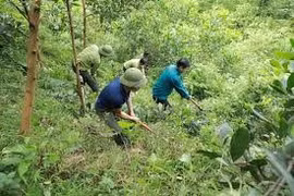 Việt Nam phấn đấu trồng hơn một tỷ cây xanh ứng phó biến đổi khí hậu