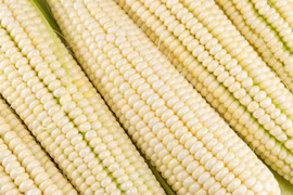 Cây trồng biến đổi gene giúp đẩy mạnh an ninh lương thực ở châu Phi