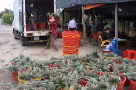 Ứng dụng công nghệ số trong kết nối cung cầu sản phẩm nông nghiệp