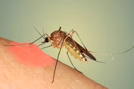  Nhiệt độ lý tưởng để muỗi sinh sản