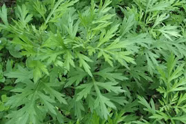Ngải cứu chữa bong gân