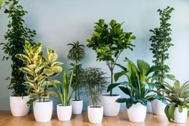 Cây xanh nào cũng lọc không khí