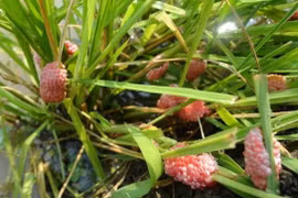 Có nên khuyến khích ăn côn trùng