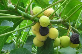 Đậu cọc rào chữa ho sốt