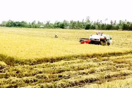 Vệ tinh giám sát lúa
