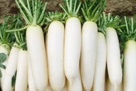 Củ cải trắng trị tức ngực do khói than