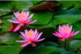 Hoa súng chữa ho, hen suyễn